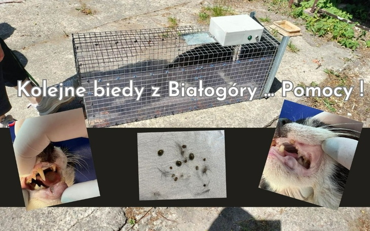 Zbiórka Kolejne ze stada z Białogóry - zdjęcie główne