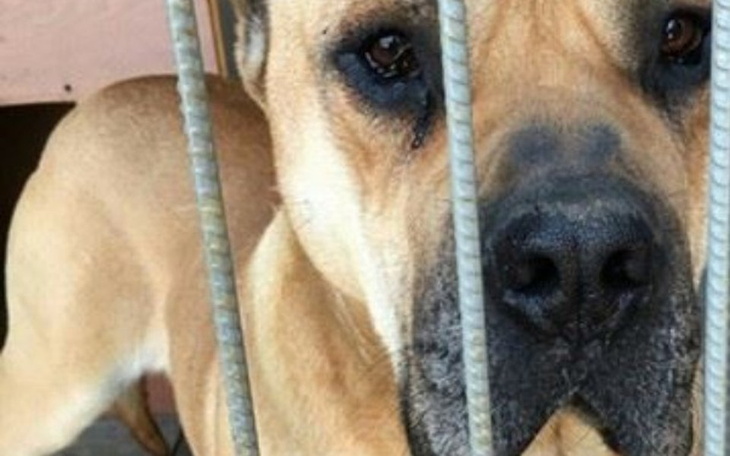 Pies patrzy smutno przez kraty, czekając na nowy dom.