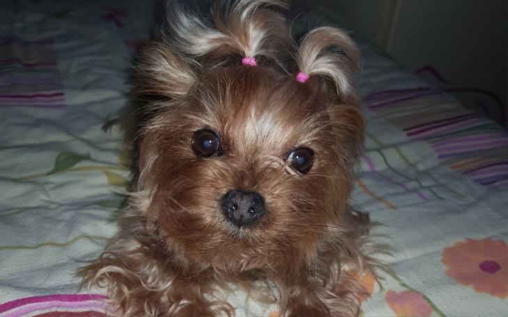 Zbiórka Leczenie dla psiej przyjaciółki - zdjęcie główne