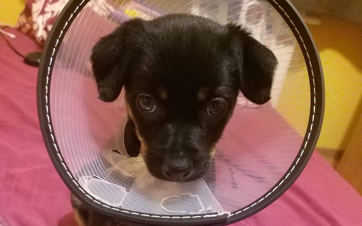 Zbiórka Mama odgryzła mu ogon - zdjęcie główne