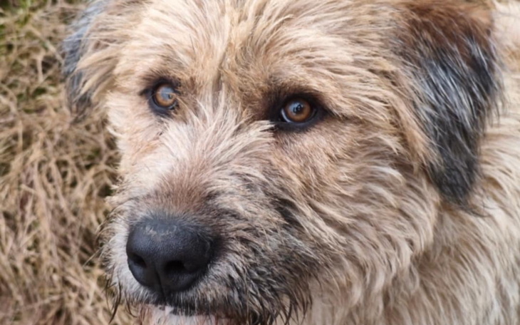 Pies z brązowym futrem, patrzy w obiektyw.