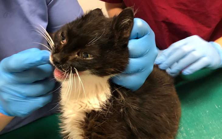 Weterynarz zajmujący się kotem w gabinecie.