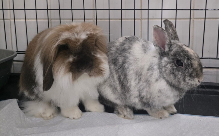 Dwa króliki obok siebie, w klatce.