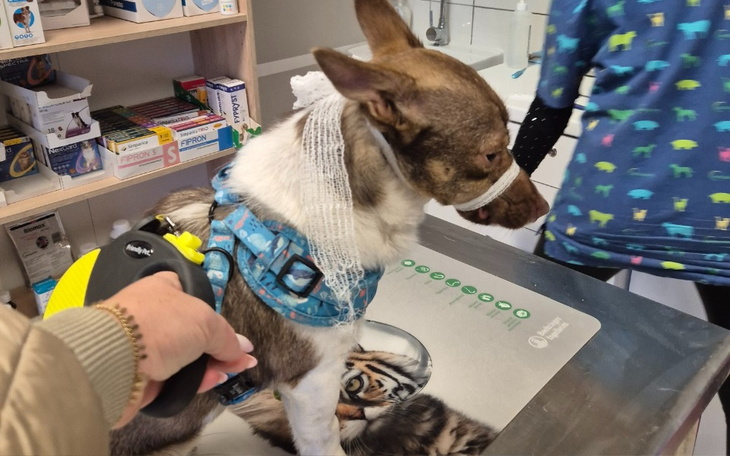 Pies w lecznicy weterynaryjnej z opatrunkiem na głowie.