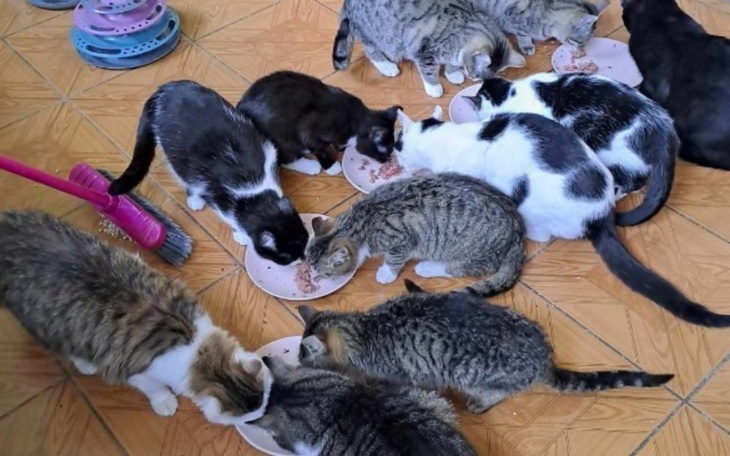 Grupa kotów jedzących z misek, w schronisku dla zwierząt.