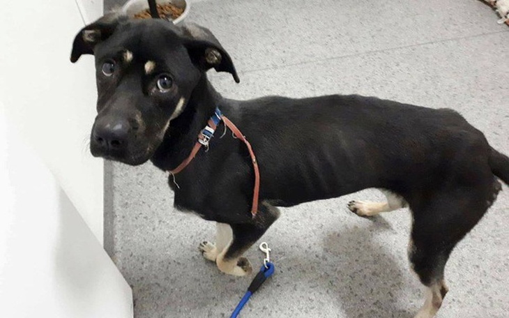 Zbiórka Roksi prosi o pomoc - zdjęcie główne