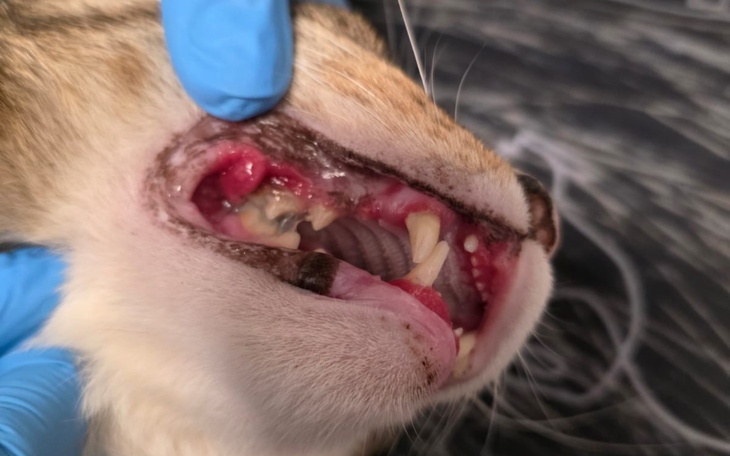 Uszkodzona kuchnia po pożarze, zniszczone meble i sprzęty.