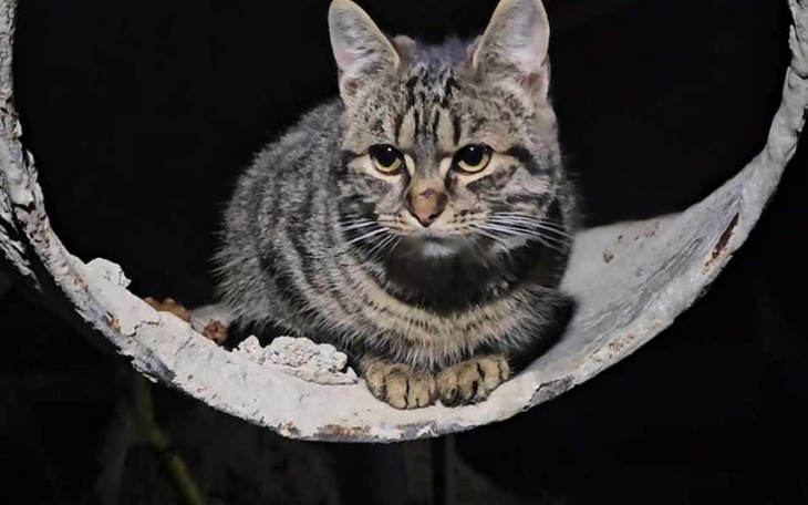 Zbiórka Transport do domu... - zdjęcie główne