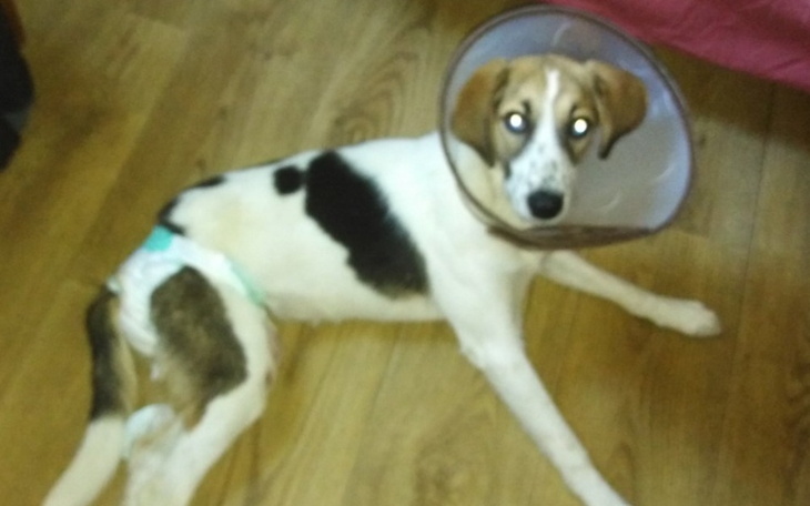 Zbiórka Na ratunek bezdomnych zwierząt - zdjęcie główne