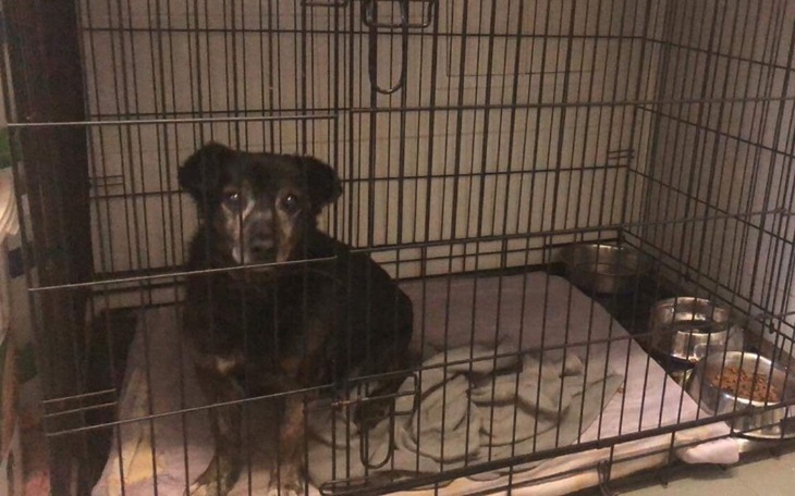 Zbiórka Pomóż bezdomniakom - zdjęcie główne