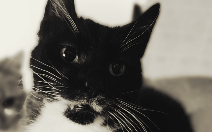 Zbiórka Bazyli - kot który chciał umrzeć - zdjęcie główne