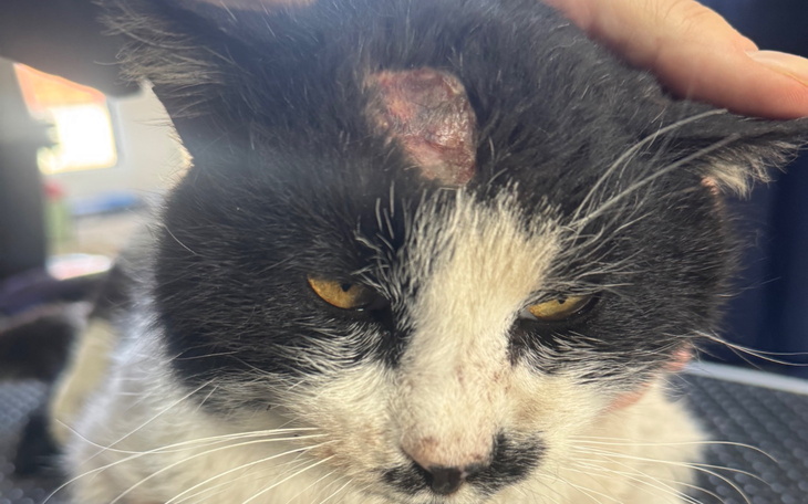 Kot z raną na głowie, wyglądający na zmartwionego.