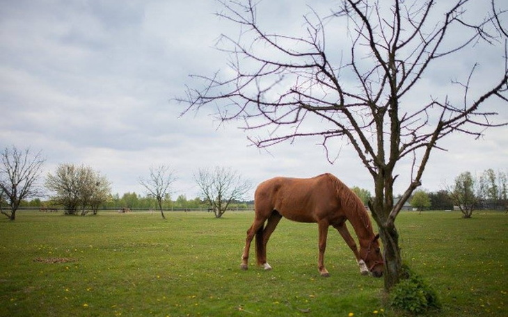 Zbiórka Opieka koni ze schroniska - zdjęcie główne