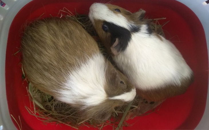 Zbiórka Leczenie Świnek z Tarnowa - zdjęcie główne