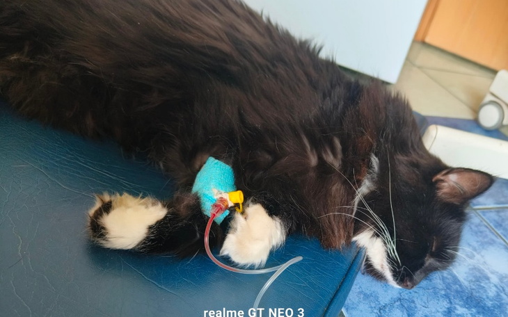 Czarny kot leży na stole, z kroplówką na łapie.