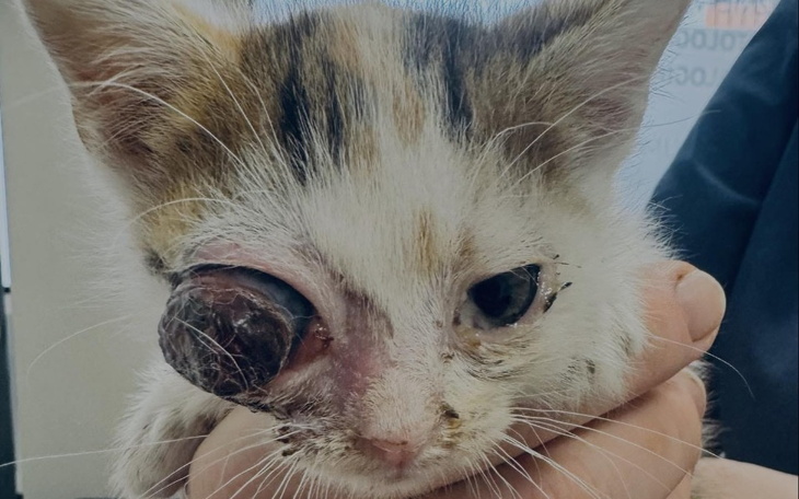 Zbiórka Czy zasługuje na życie - zdjęcie główne