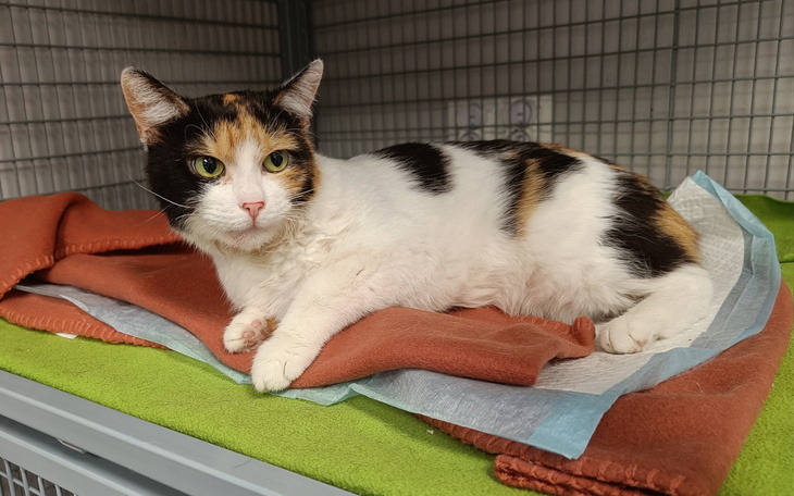 Kot leżący na kocach w schronisku.