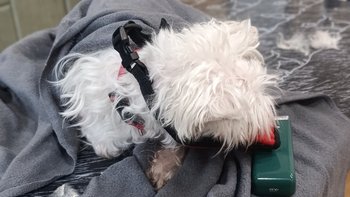 Zbiórka Na ratunek - Kilerek maltańczyk - miniaturka zdjęcia