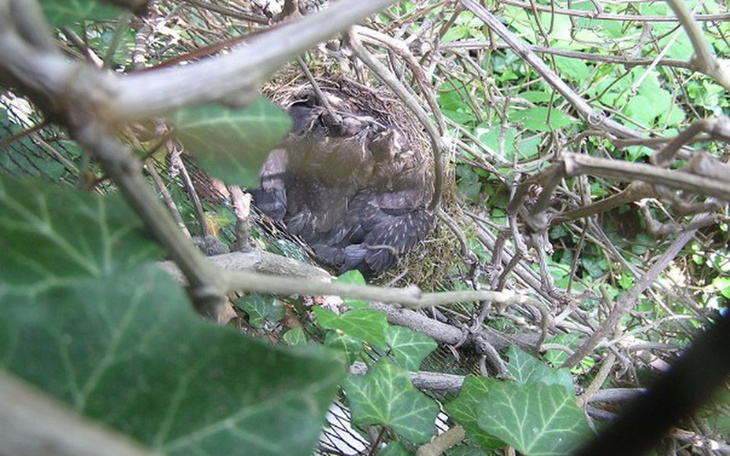 Zbiórka fotopułapka - ptasie gniazdo - zdjęcie główne
