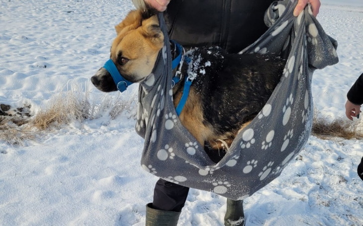 Zbiórka ELSA suczka wleczona za autem. - zdjęcie główne