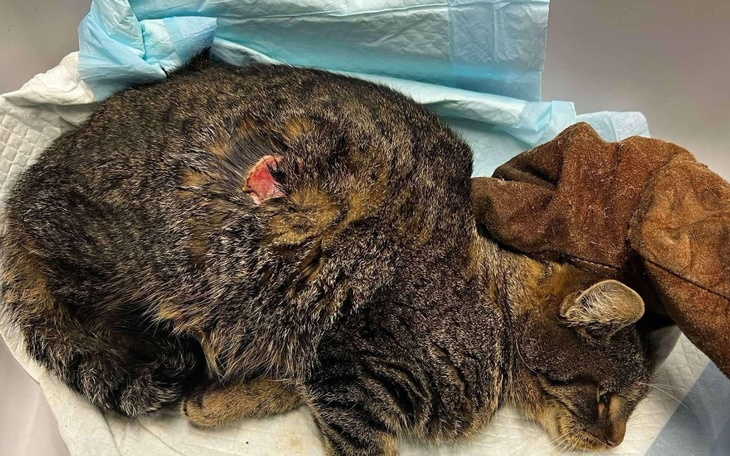 Chory kot leży na podłożu, z widoczną raną.