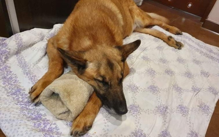 Zbiórka Błagam o szansę dla Lemona - zdjęcie główne