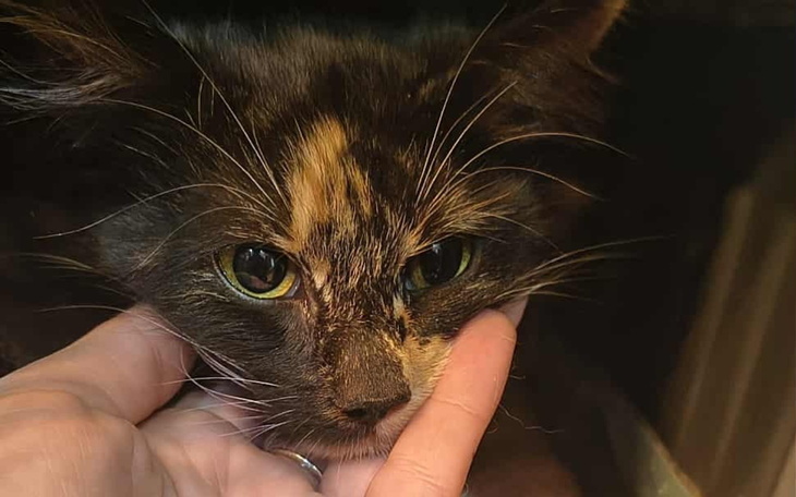 Kotka z pięknym umaszczeniem, szukająca ciepłego domu.