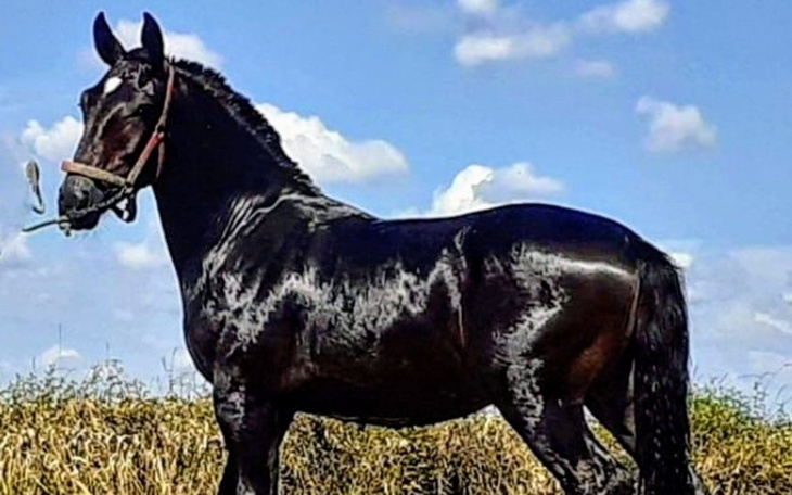 Zbiórka Nie pozwól Mi zginąć na rzeźni - zdjęcie główne