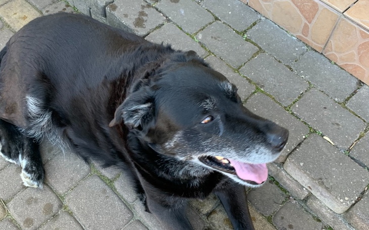 Zbiórka Na leki dla Dextera - zdjęcie główne