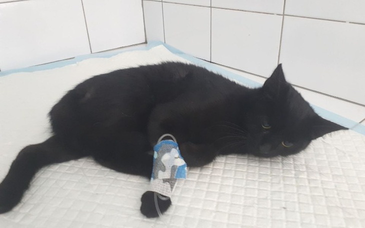 Zbiórka Kotka z połamaną miednicą - zdjęcie główne