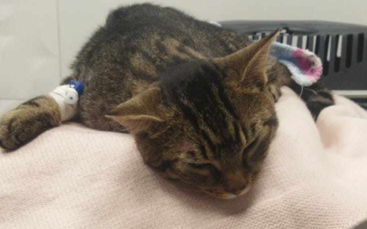 Chory kot leżący na kocu, z kroplówką na łapie.