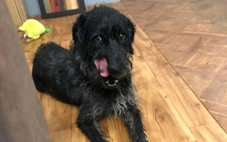 Zbiórka Zbiórka na pieska sunia Diana - zdjęcie główne