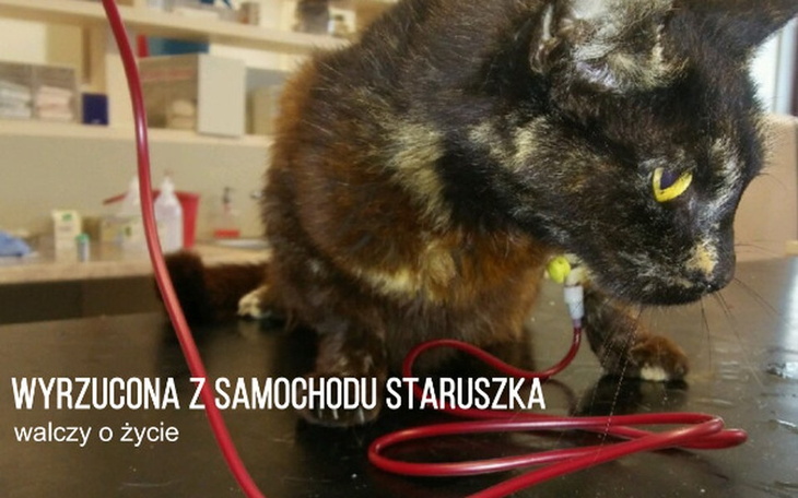 Zbiórka Wyrzucona z samochodu staruszka. - zdjęcie główne