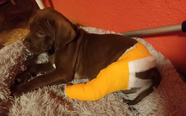 Zbiórka Leczenie mojego szczeniaczka - zdjęcie główne