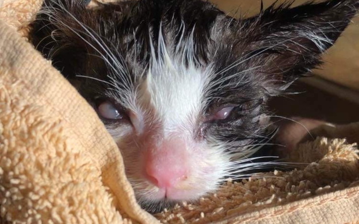 Zbiórka Niechciany wyrzucony na śmietnik - zdjęcie główne