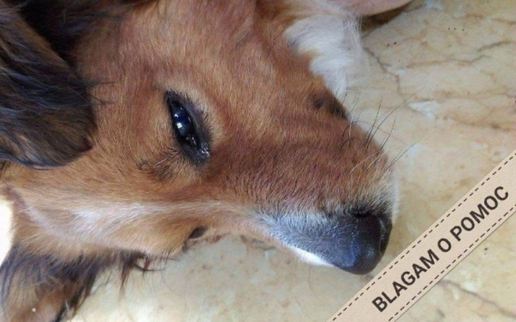 Zbiórka Pomoc w spłacie faktur - zdjęcie główne