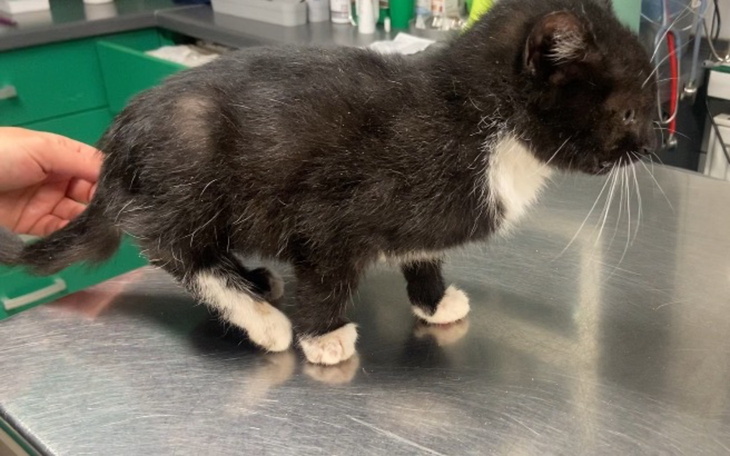 Czarny kot z białymi łapkami w klinice weterynaryjnej.