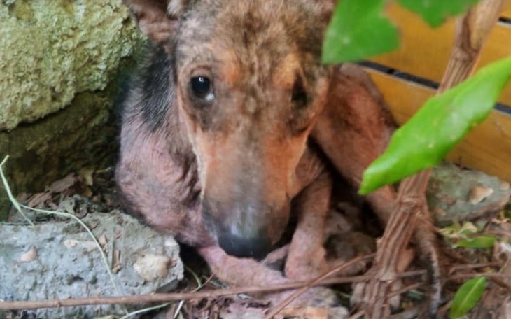 Chory pies w schronisku, potrzebujący pomocy.