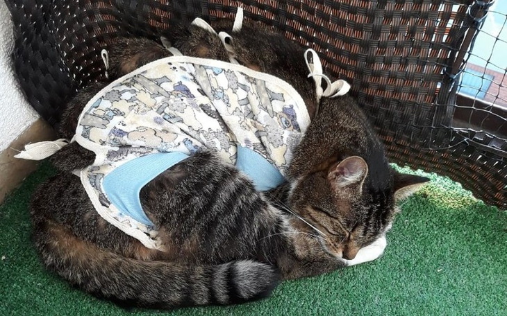 Zbiórka Rybka walczy z chorobą Pica - zdjęcie główne