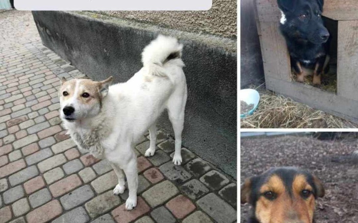 Zbiórka Pomóżcie zmienić los dla nich - zdjęcie główne