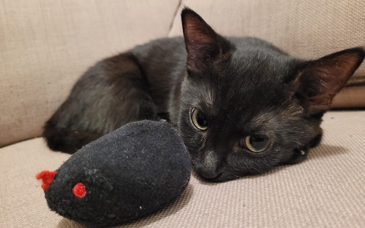 Zbiórka Operacja - wykrycie choroby - zdjęcie główne