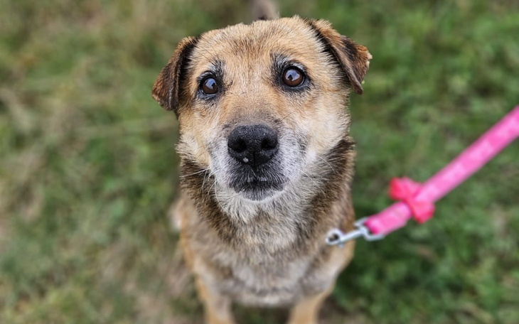 Pies z brązowym futrem, patrzący z ciekawością.