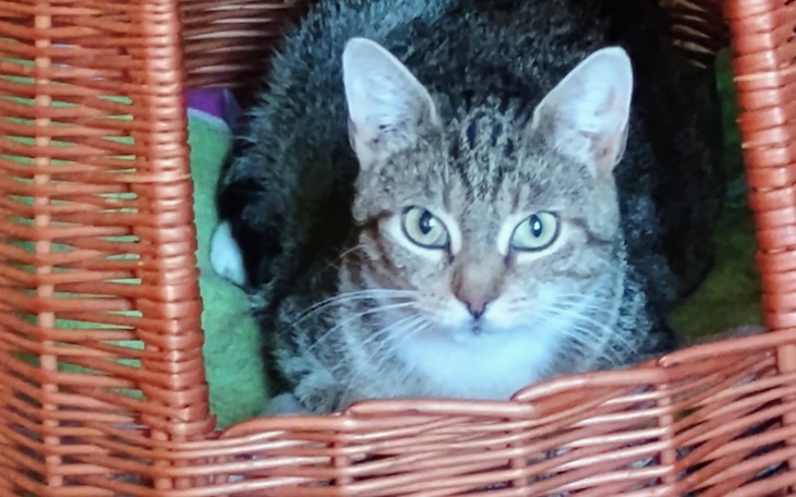 Kot leżący w koszyku.