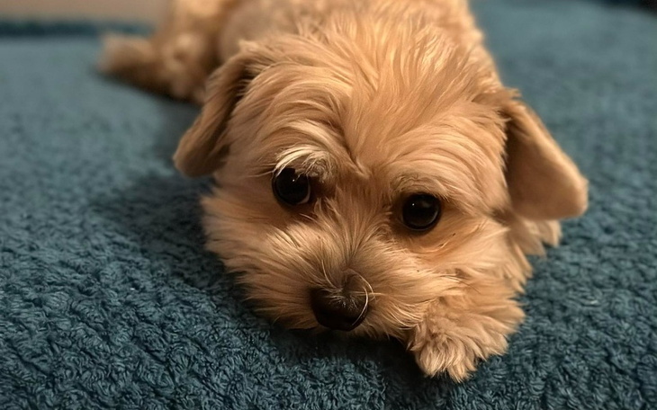 Zbiórka Pomóż Pimpkowi stanąć na nogi - zdjęcie główne