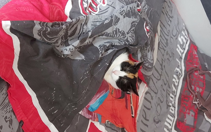 Zbiórka Zbieramy na dzieci zespołem daua - zdjęcie główne