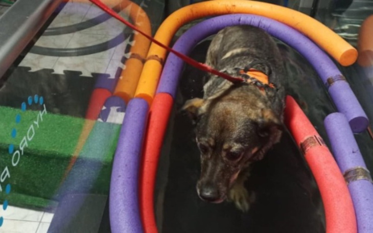 Zbiórka Aby Muffin chodził normalnie - zdjęcie główne