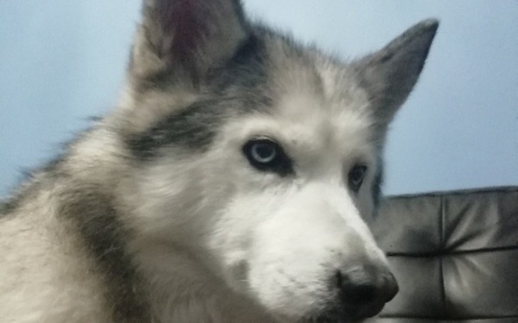 Zbiórka Leczenie Saszy - zdjęcie główne