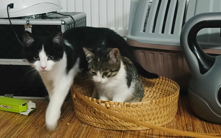 Dwa koty w koszyku, jeden wychodzi, drugi siedzi.