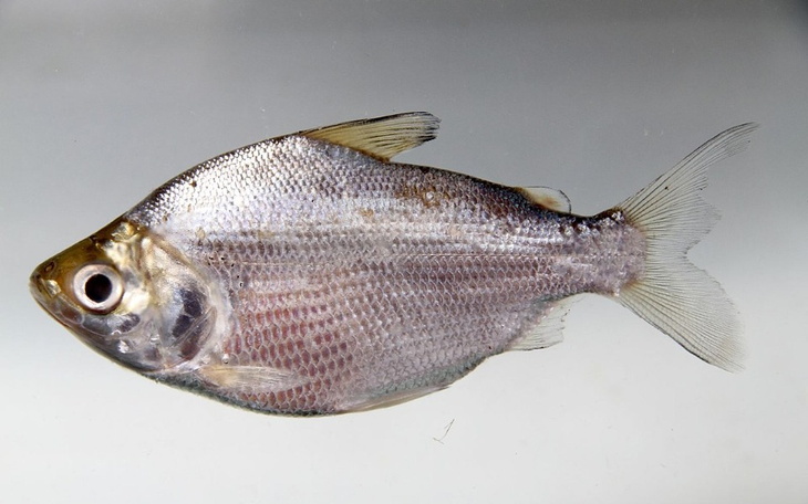 Zbiórka Na psychologa dla ryb - zdjęcie główne