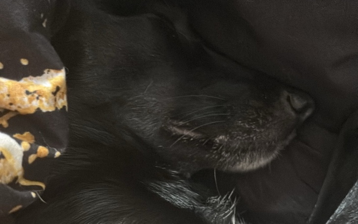 Zbiórka leczenie mojego psa dejzi - zdjęcie główne